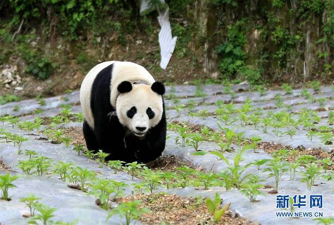 星空体育全站app又被拍到啦！野生熊猫崽初长成(图1)