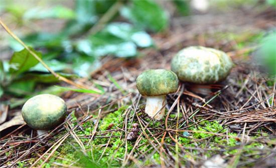 屯子深山中最为珍视的4种野生菌睹过4种的人简直没有(图1)