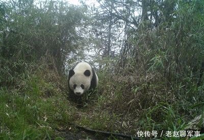 野生大熊猫惊喜现身四川绵竹(图1)