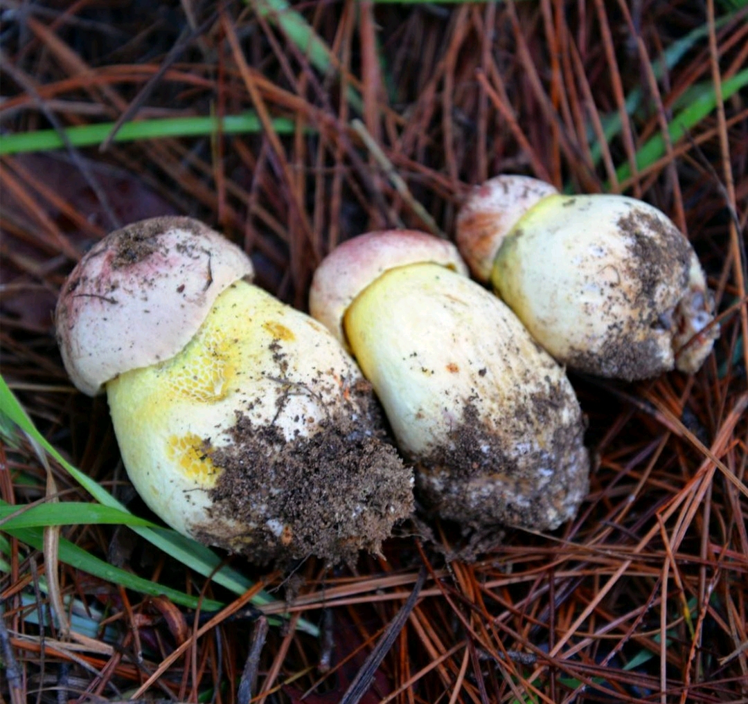 鹿角灵芝、黄金菇、黑虎掌菌…星空体育全站app…众种珍稀食用菌、野生菌亮相菌博会你认得哪些？(图1)