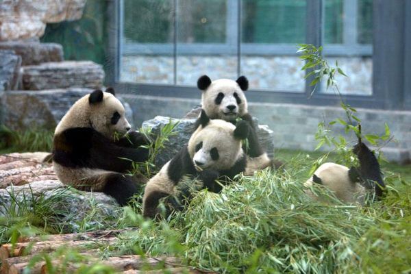 一家人兴奋得胡言乱语 成都搭客自驾大瓦山 偶遇野生大熊猫(图1)