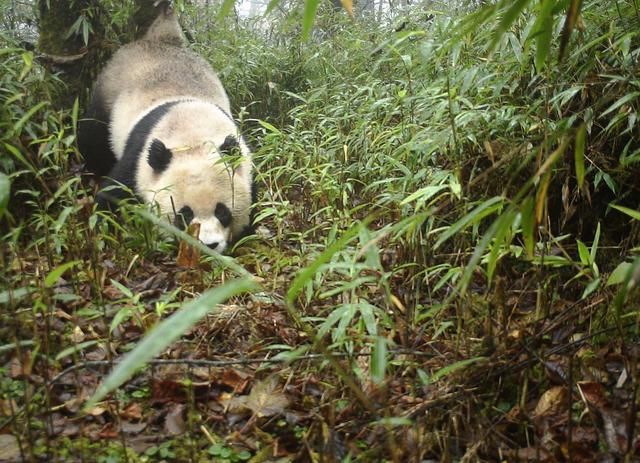 四川绵竹觉察野生大熊猫 憨态可掬惹人爱(图1)