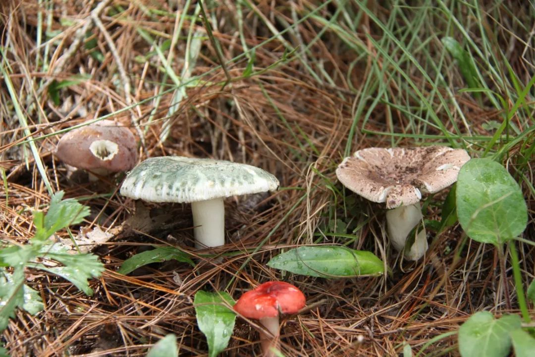 星空体育官方云南野生菌保育促繁工夫_物业资讯_食用菌音信_中邦食用菌商务网(图1)