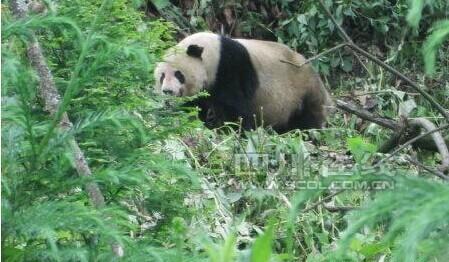 星空体育网址四川宝兴初次航拍到野生大熊猫：两小只密林相会或正在“耍挚友”(图1)