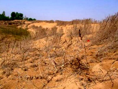 中邦荒野化沙化土地面积接续删除(图1)