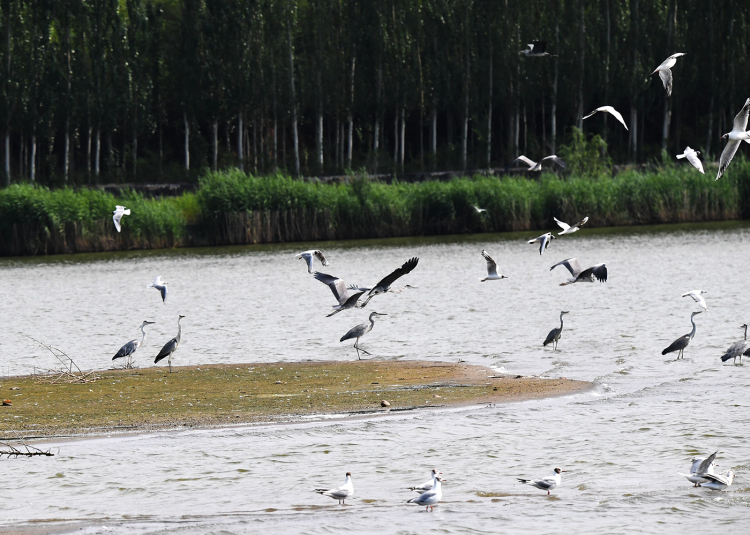 专家释疑：“湿地”究竟是什么地？(图1)