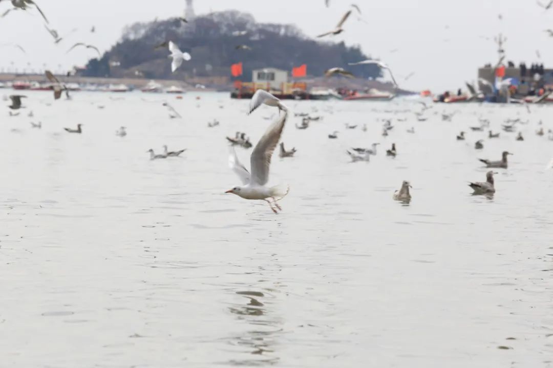 浙江海域惊现一头停止的抹香鲸处境相当紧张人类该怎么救助？(图1)