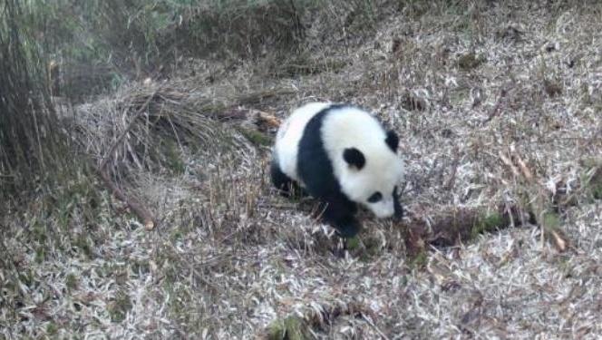 星空综合app超萌超显露！成都拍到野生大熊猫众次“打卡”统一水洼(图1)