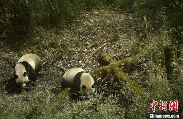 野生大熊猫再次现身四川峨边县星空体育网站入口黑竹沟(图1)