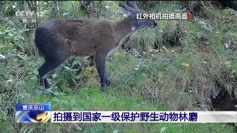 熊猫大百科丨爱惜大熊猫咱们平日能做些什么？(图1)