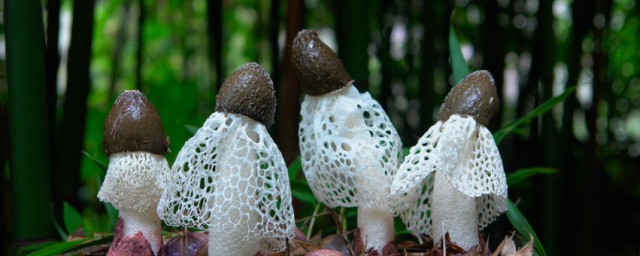 马站乡发展食物安静暨戒备野生菌中毒专题散布行为(图1)