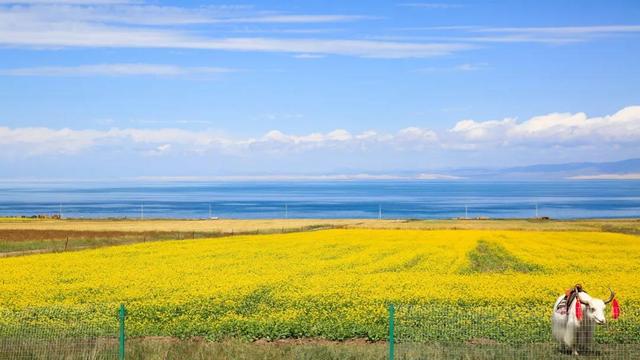 青海湖迎来一年一度湟鱼洄逛季(图1)