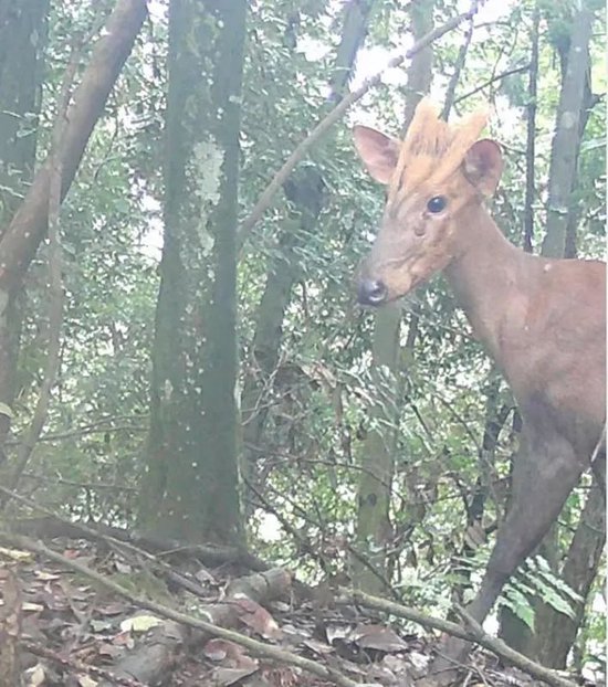 星空体育app官网下载中邦野活泼物维护协会：旅外大熊猫康健情形总体优秀(图1)