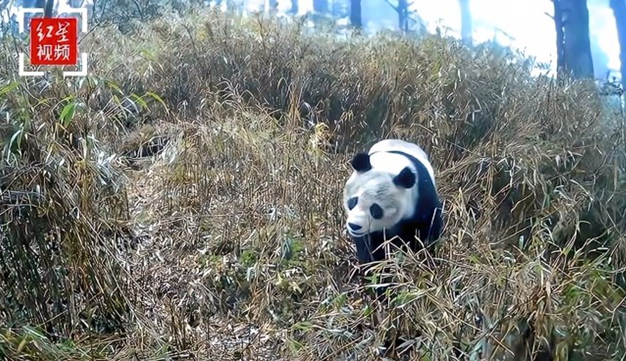 星空体育全站app野生大熊猫频“打卡” 绵竹生态境况接续向好(图1)